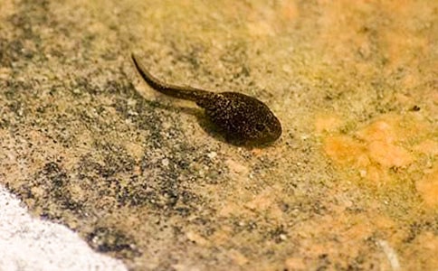 《小蝌蚪找媽媽》課文優(yōu)秀教學(xué)設(shè)計(jì)