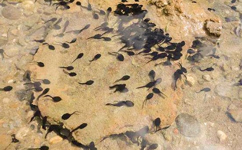 小學(xué)美術(shù)課件小蝌蚪