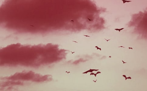 《蝙蝠和雷達(dá)》教學(xué)設(shè)計(jì)